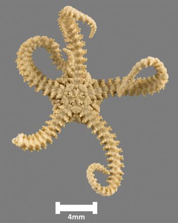 Media type: image;   Invertebrate Zoology OPH-3237 Aspect: ventral
